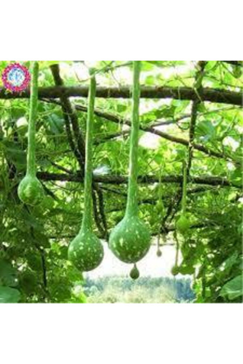 5 Adet Tohum Nadir Uzun Süs Kabağı Tohumu Su Kabağı Tohumu Kabak Tohumu Süpriz Hediye Tohum