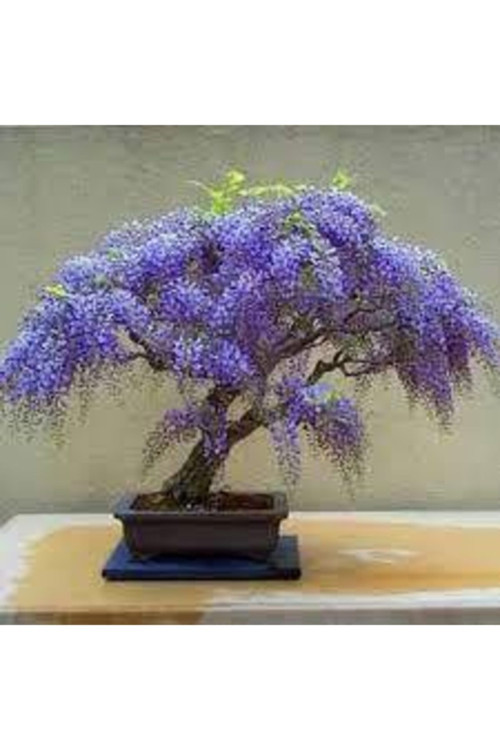 10 Adet Tohum Bodur Jakaranda Bonsai Ağacı Tohumu Sürpriz Hediye Bonsai Ağacı Tohumludur