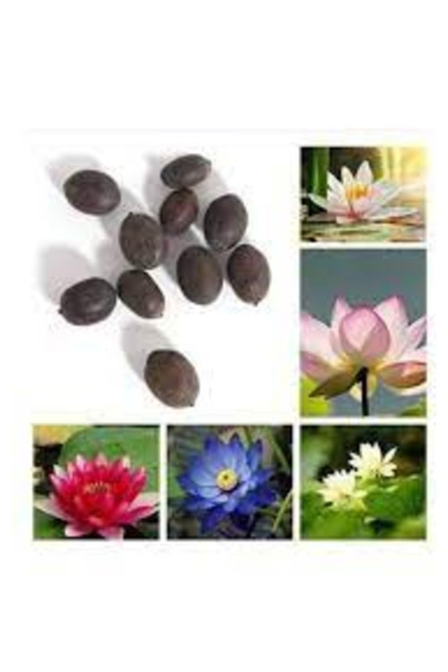 3 Adet Tohum Nadir Karışık Lotus Çiçeği Tohumu Kutsal Sayılan Japon Lotus Çiçeği Tohumu Hediye Tohum