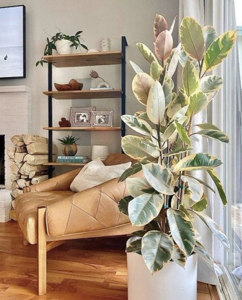 Alacalı Kauçuk – Ficus Elastica Tineke 40-60 cm