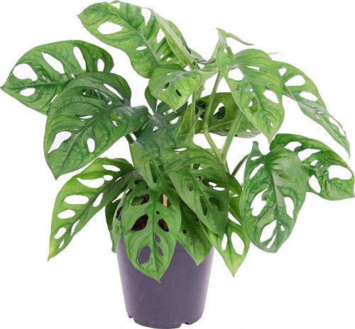 Delikli Devetabanı (Monstera Adansonii Monkey) Saksılı