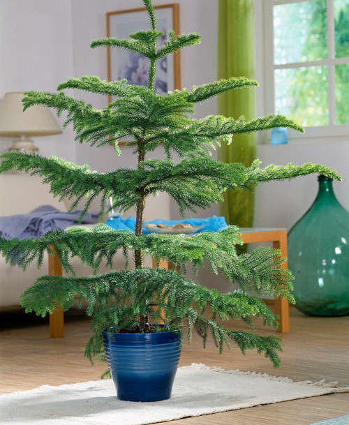 Arokarya Çamı 60 cm – Dekoratif, Uzun Ömürlü Salon Bitkisi & Yılbaşı Çamı