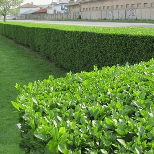 Ligustrum - Kurt Bağrı Çit Bitkisi 100 Adet