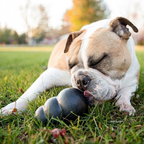 Extreme Ödül Hazneli Köpek Oyuncağı Small 8 Cm