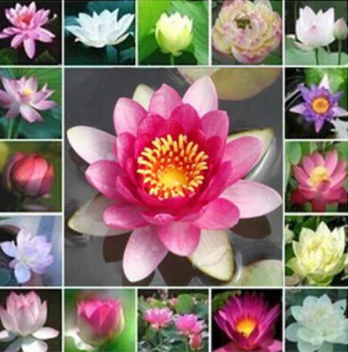 4 Farklı Renk Lotus Çiçeği Tohumu Lotus Tohumu + Beyaz + Kırmızı + Sarı +Pembe