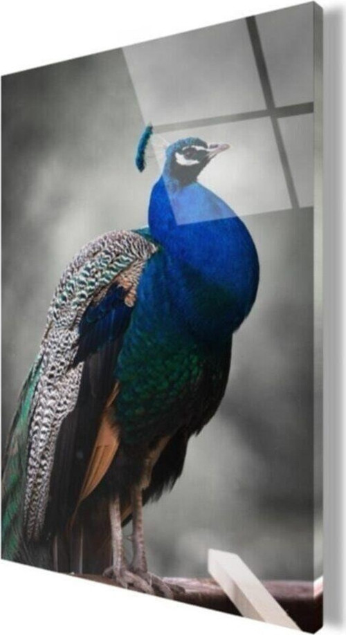 Tavuskuşu Cam Tablo 2 50x70 Cm
