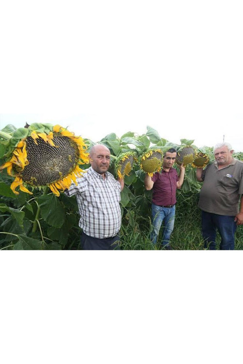 100 Adet İri Taneli Dev Boylu Ayçiçeği Tohumu