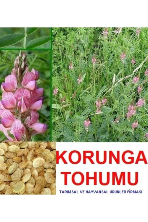 10.000 Adet Kümes Hayvanları Yemi Korunga Tohumu
