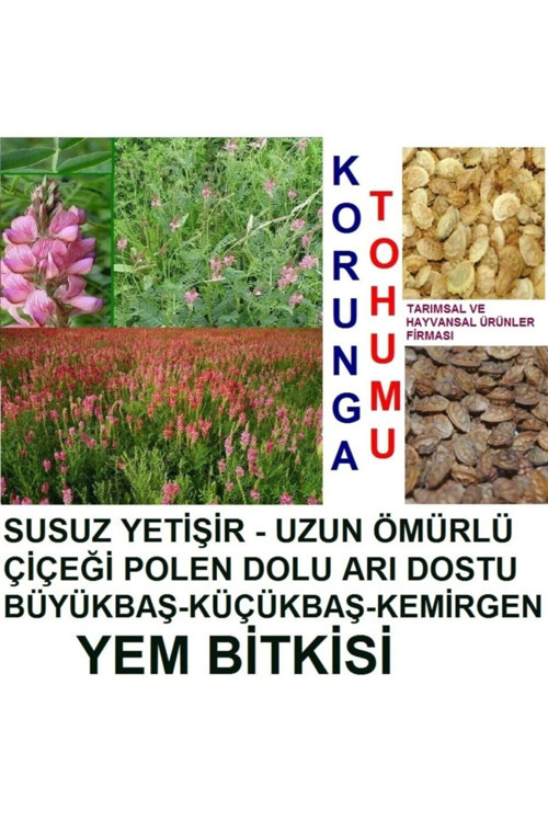 10.000 Adet Küçükbaş Hayvan Yemi Korunga Tohumu