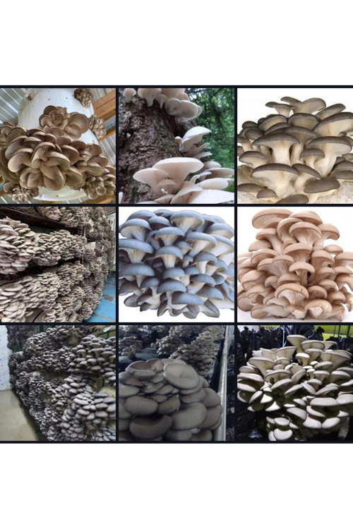3000 Adet İstiridye Kavak Mantarı Tohumu+ Ekim Poşetleri+ Eğitim Kılavuzu+ Üzüm Fidanı Tohumu Hediye