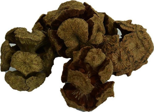 Doğal Selvi Kozalağı Saf Servi Kozalağı Kozalak 100 gr Paket
