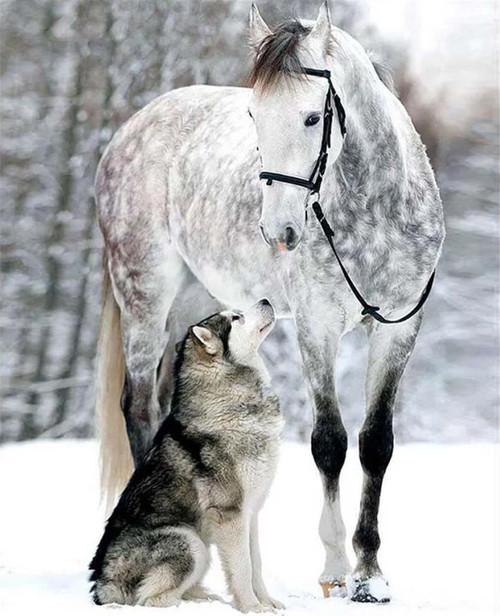 Pastelya Sayılarla Boyama Seti Rulo Çerçevesiz Kurt Ve Atın Dostluğu