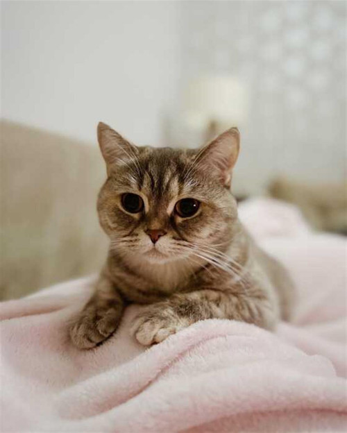 Pastelya Sayılarla Boyama Seti Rulo Çerçevesiz Minik Kedi 1