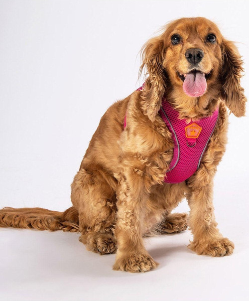 Fuşya Air-mesh Göğüs Tasması Kedi Köpek Göğüs Tasması XL