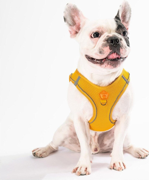 Gold Air-mesh Göğüs Tasması Kedi Köpek Göğüs Tasması S