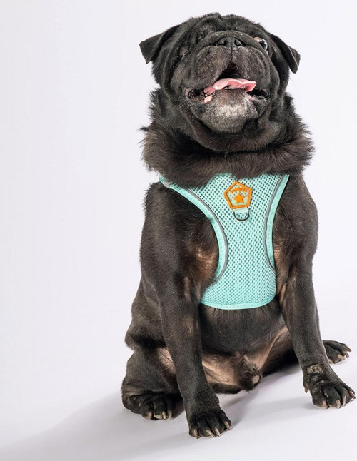 Mint Air-mesh Göğüs Tasması Kedi Köpek Göğüs Tasması 2XS