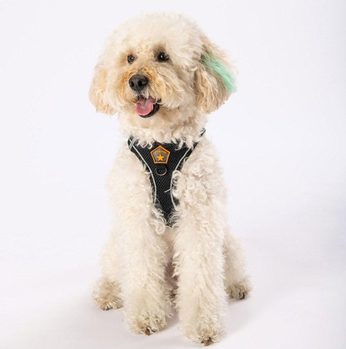 Siyah Air-mesh Göğüs Tasması Kedi Köpek Göğüs Tasması 3XS