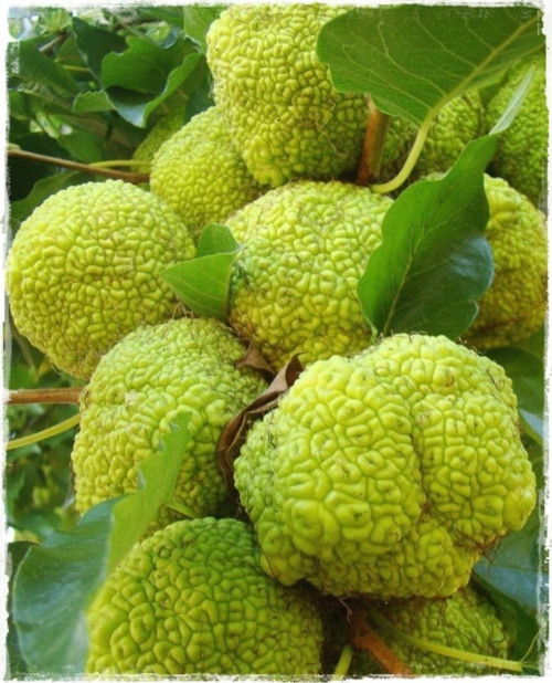 Yalancı Portakal , Maclura Pomifera Meyvesi
