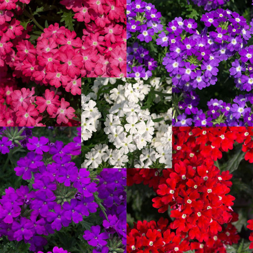 Mine Çiçeği 5 Adet Saksılı - Verbena Yer Minesi