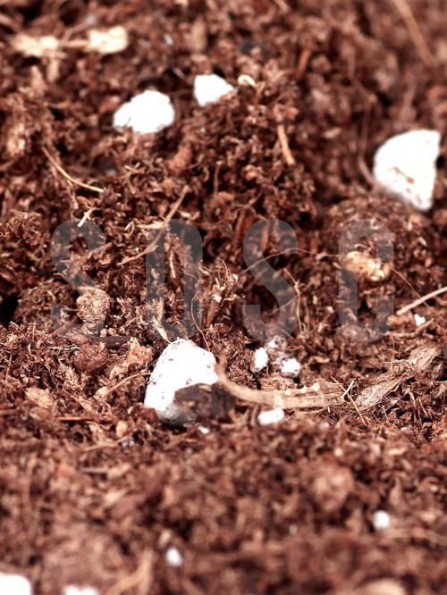 Substrat Ithal Torf Cocopeat Perlit Özel Karışım Saksı Harcı Bitki Toprağı 1 LT