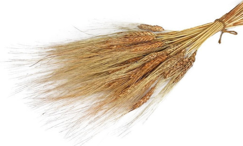 Kuru Çiçek Doğal Kahverengi Başak 35gram 1. Kalite Şoklanmış Bozulmaz