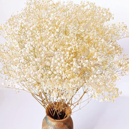 Kuru Çiçek Doğal KREM Cipso 50gram 1. Kalite Şoklanmış Bozulmaz
