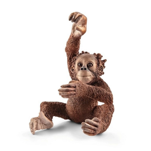 Yavru Orangutan