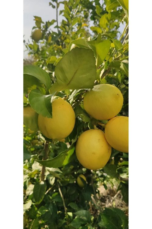 1 Kg Limon Dalından Taze