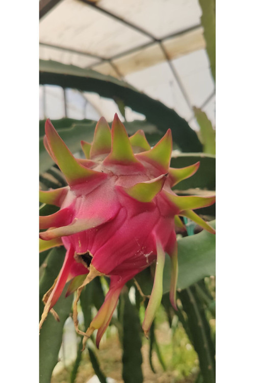 Ejder Meyvesi Pitaya 1 Kg Taze Hasat