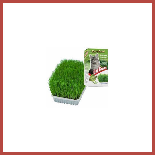 Cat Grass Kedi Çimi ERDOTICA