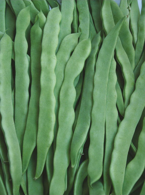 ÇALI FASULYE TAZE 1 KG ELİT AGRO