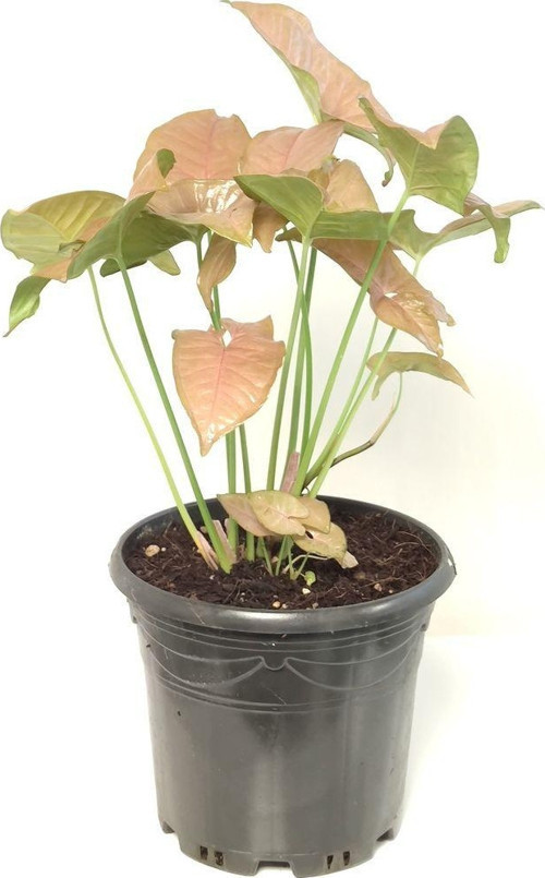 Syngonıum -Ok Başı Sarmaşığı Pembe ( 45-50cm )