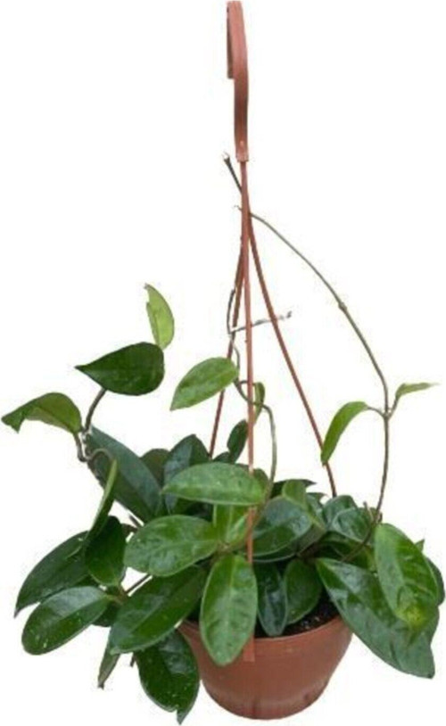 Mum Çiçeği Kokulu Hoya Carnosa