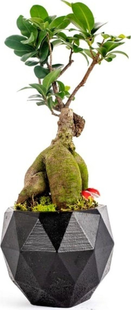 Ficus Ginseng Geometrik Saksı Bonsai Tasarım Black