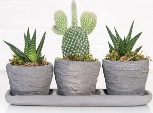 Trio Eskitme Saksıda Kaktüs Ve Sukulent Buluşması