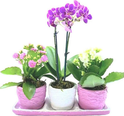 Trio Serisi Lila Beyaz Saksıda Kalanchoe Ve Çift Dal Mini Orkide