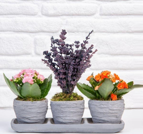 Üçlü Trio Carnival Joy Lavantalı Kalanchoe Kalanşo
