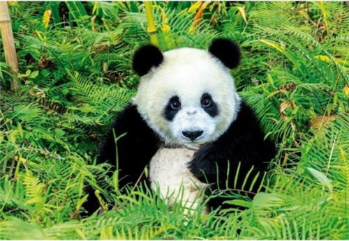 Puzzle 500 Parça Panda Bear