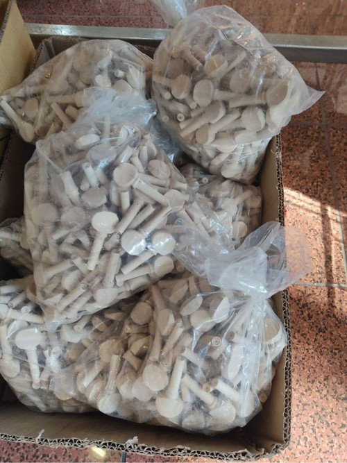 Kaliteli Akgürgen Ağacı 200 Adet Lutie Saz Burgusu-200 Adet