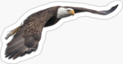 Araba Için Kartal Oto Sticker Yapıştırması Etiket 17cm W4