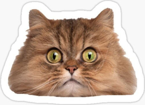Cins Kedi Iran Kedisi Araba Oto Sticker Etiket Renkli V3