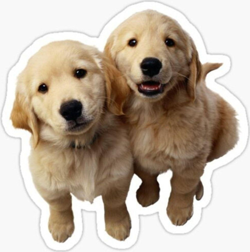 Golden Yavrusu Köpek Sticker Araba Oto Yapıştırması 17cm A3
