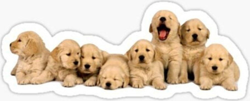 Golden Yavrusu Köpek Sticker Araba Oto Yapıştırması 17cm A8