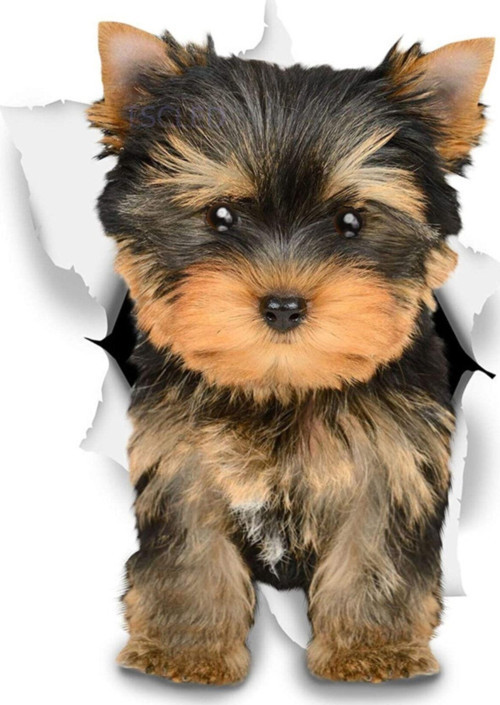 Kahverengi Yorkie Araba Sticker Oto Sticker Etiket 18cm
