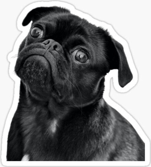 Pug Irkı Cinsi Köpek Sticker Araba Oto Yapıştırması 17cm A8