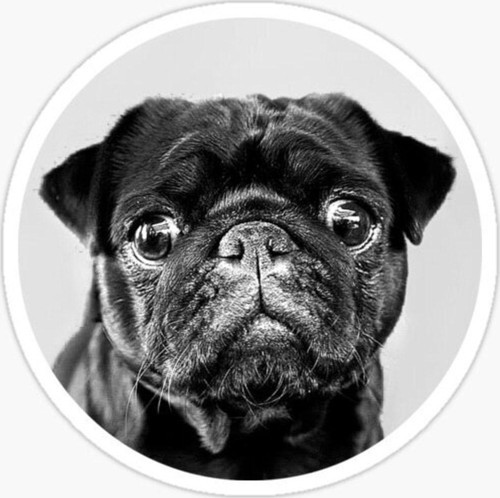 Pug Irkı Cinsi Köpek Sticker Araba Oto Yapıştırması 17cm B1