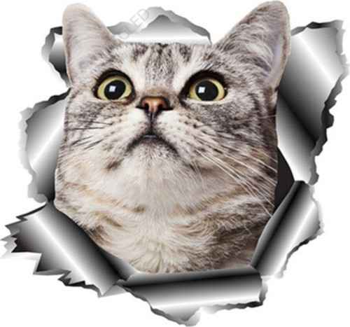Sevimli Kedi Araba Sticker Yapıştırması