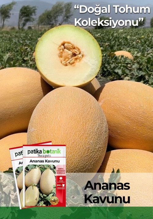 40 Adet Yerli Ata Ananas Kavun Tohumu