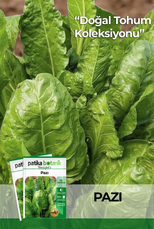 400 Adet Yerli Ata Geniş Yaprak Pazı Tohumu (10 Gram)
