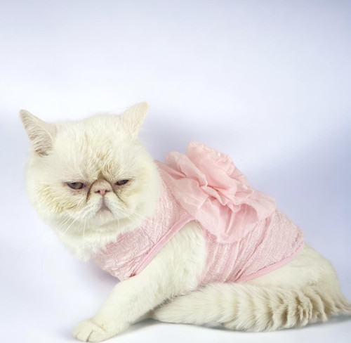 Rosie Rose Tişört Kedi Kıyafeti Kedi Elbisesi Kedi Kostümü